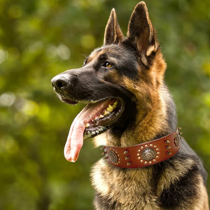 Leather Dog Collar with Rivets and Metal Studs for Large Dogs