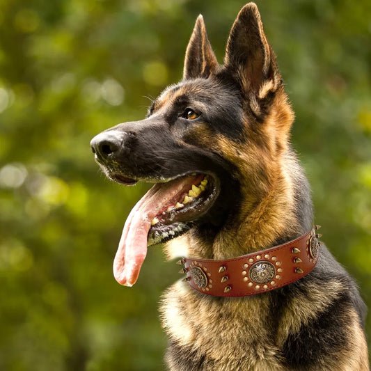 Leather Dog Collar with Rivets and Metal Studs for Large Dogs