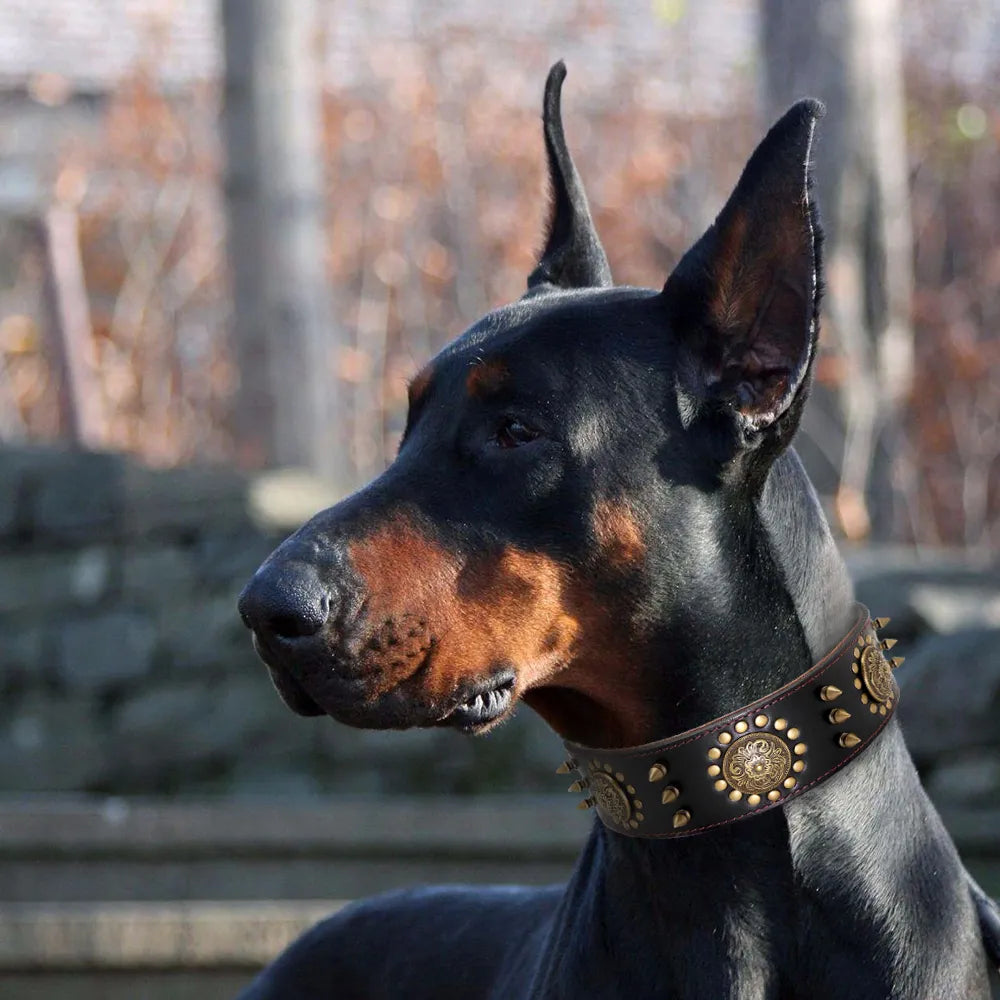 Leather Dog Collar with Rivets and Metal Studs for Large Dogs