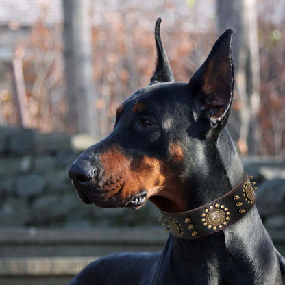 Leather Dog Collar with Rivets and Metal Studs for Large Dogs