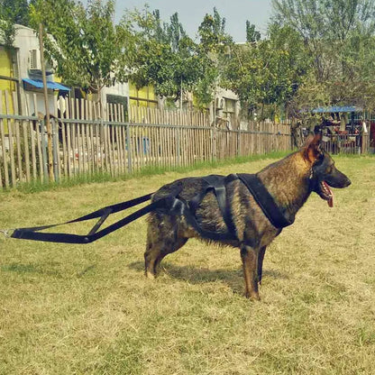 Dog Training Harness with Handles and Hoops – Durable and Adjustable