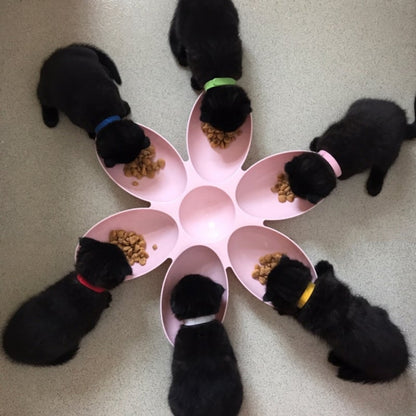 Flower-Shaped Cat Food Dish – 6 Bowls in Different Colours