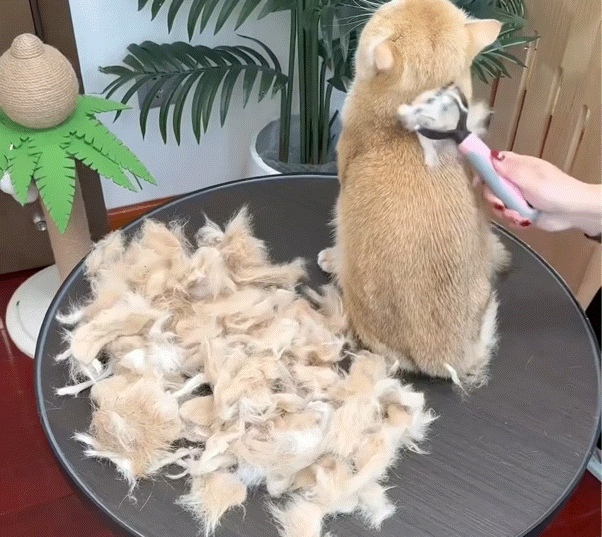 Pawthantics Dual-Groom Pro all pets detangling brush