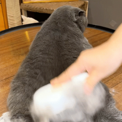 PawsyMist 4 in 1 Steam brush for both cats & dogs
