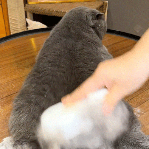 PawsyMist 4 in 1 Steam brush for both cats & dogs