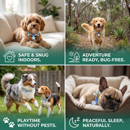 Cute collar with insect repellent for dogs