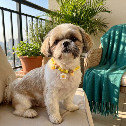 Cute collar with insect repellent for dogs
