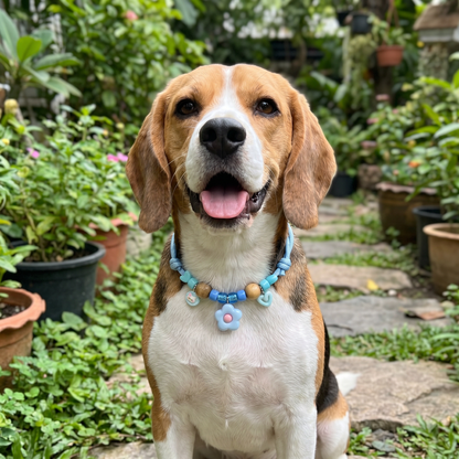 Cute collar with insect repellent for dogs