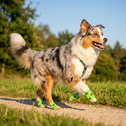 Self-Adhesive Pet Bandage Wrap for Hot Pavement & Snow Protection