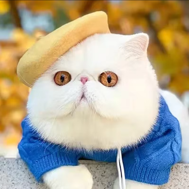 Felt Hat for Pets - Available in 3 Colours