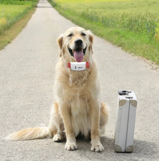Dog Collar with Remote Control - Vibration and Shock Mode, Rechargeable