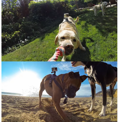 Action Camera Harness for Dogs with Chest and Back Mount Support