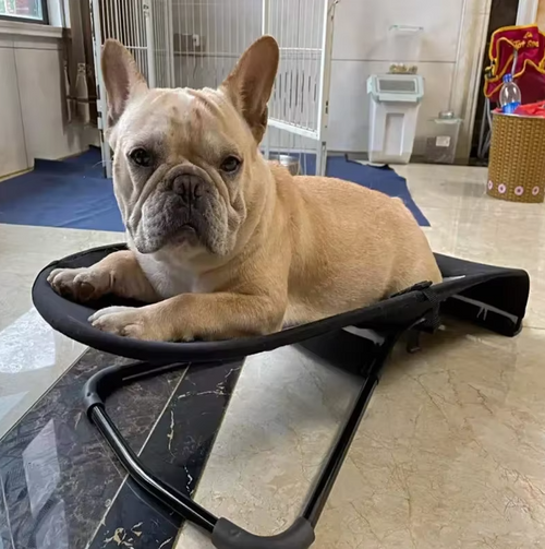 Rocking Chair for Dogs and Cats with Non-Slip Frame and Comfortable Lying Surface
