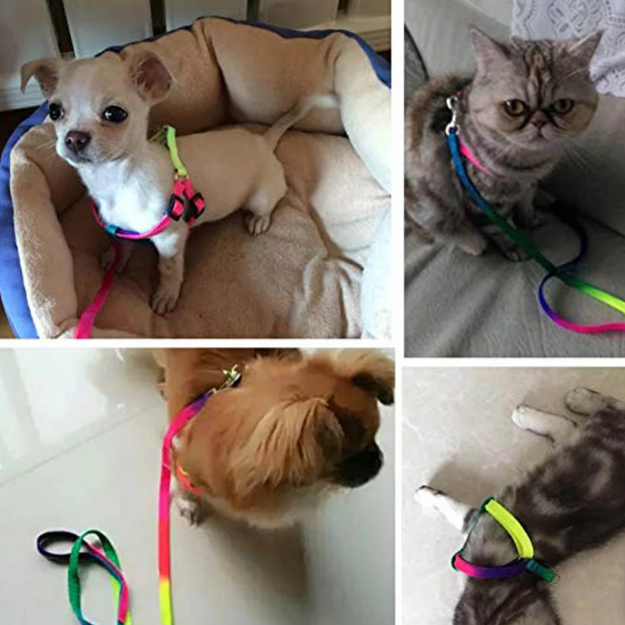 Coloured Harness with Adjustable Leash for Dogs