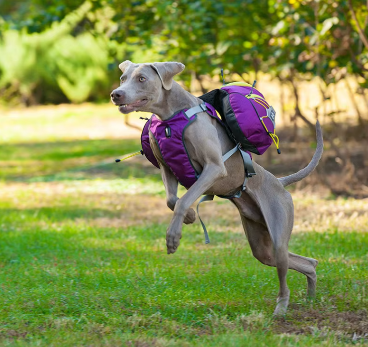 Dog Hiking Backpack with Waterproof Pockets - Portable Stretcher for Dogs for Outdoor Activities