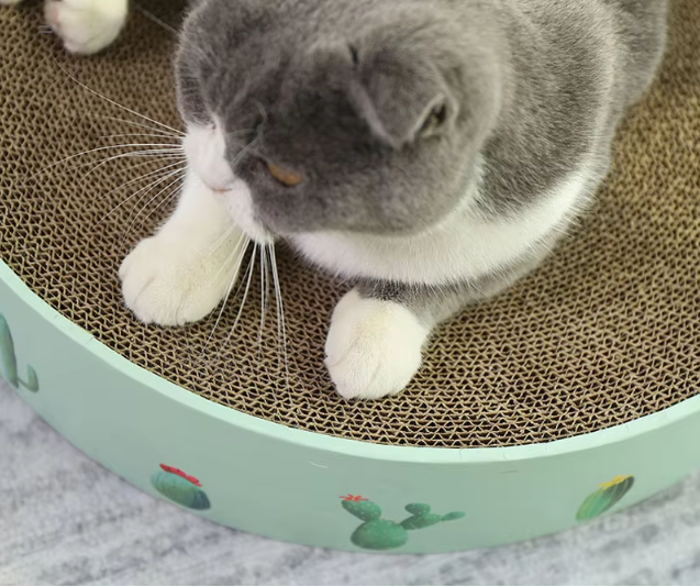 Cardboard Loop for Cats with Cactus Design - Modern Style Scratcher