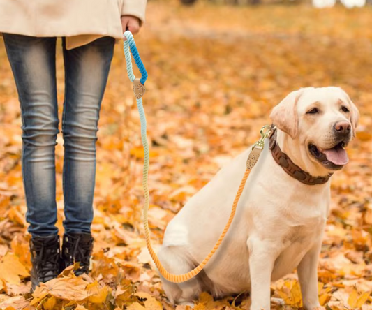 Cotton Spiral Leash for Dogs with Carabiner