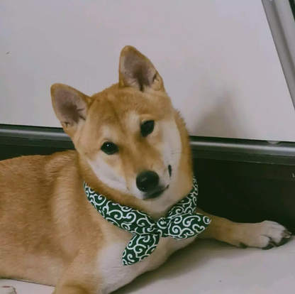 Cooling Dog Collar with Traditional Pattern for Hot Days