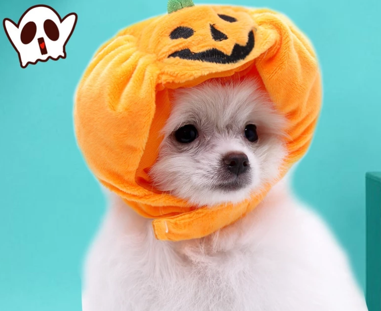 Halloween Pumpkin Costume for Dogs
