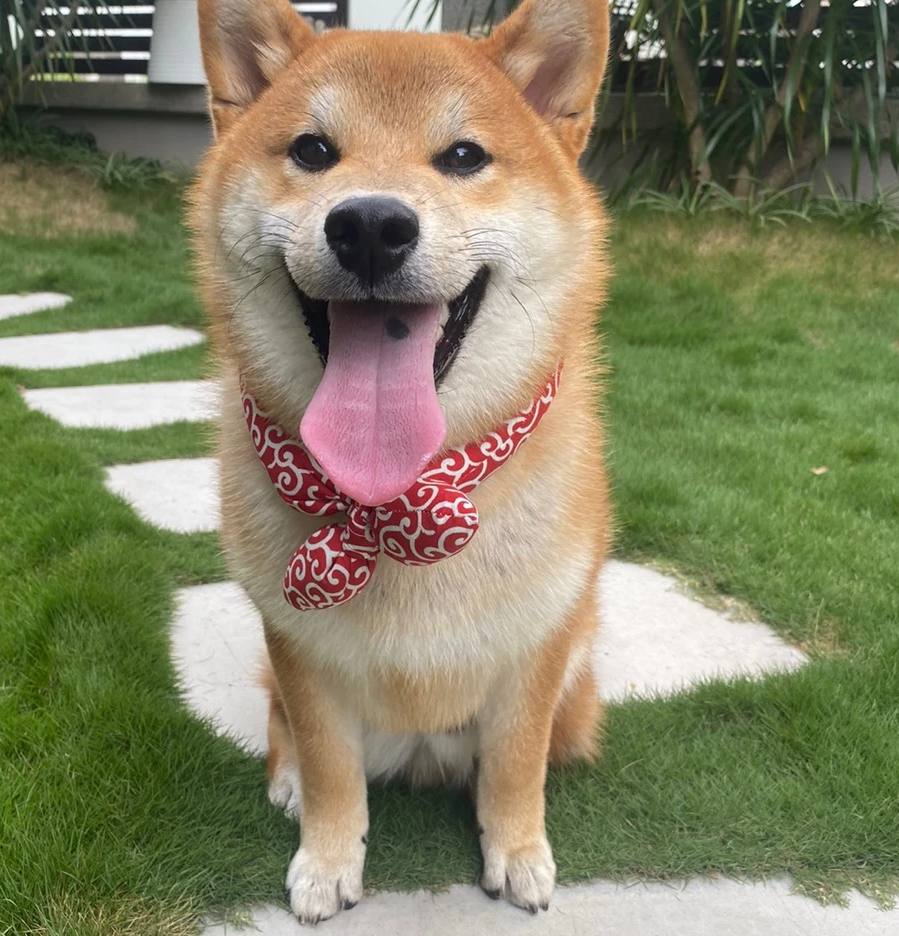 Cooling Dog Collar with Traditional Pattern for Hot Days