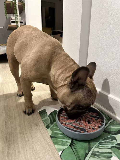 Slow Feeder Bowl for Dogs and Cats – Eat Slowly for Better Digestion
