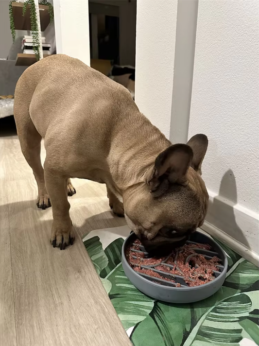 Slow Feeder Bowl for Dogs and Cats – Eat Slowly for Better Digestion
