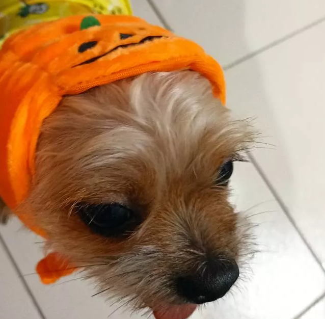 Halloween Pumpkin Costume for Dogs
