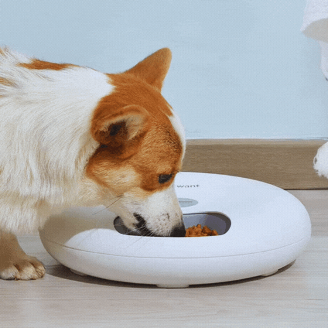 Automatic Pet Bowl – Digital Food Dispenser in Various Colours