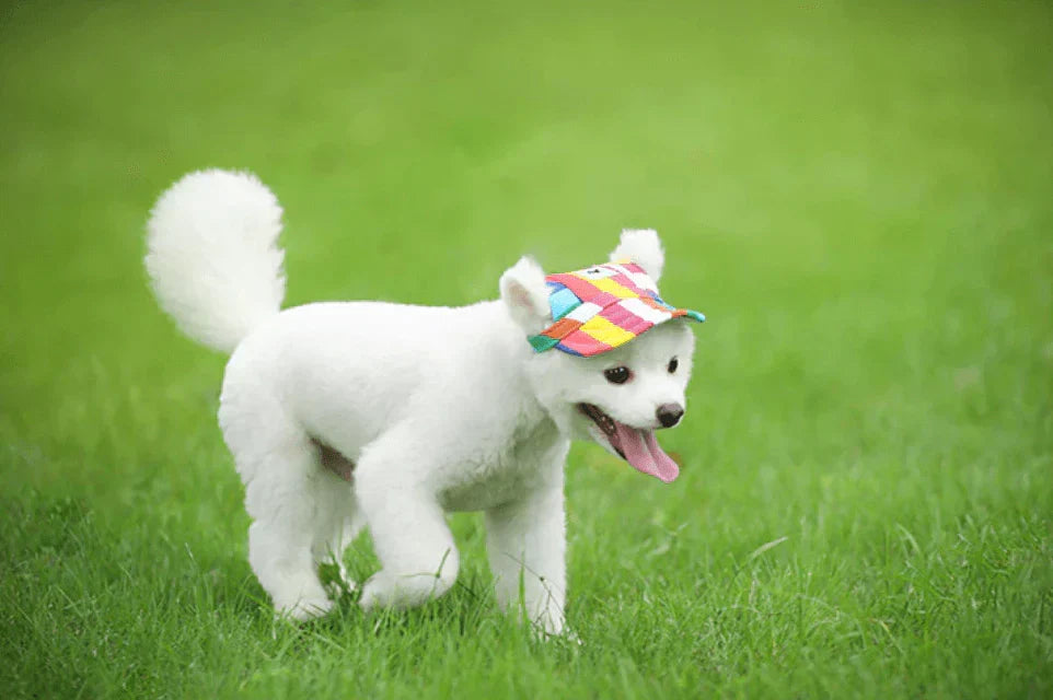 Fashion Round Cap For Dogs