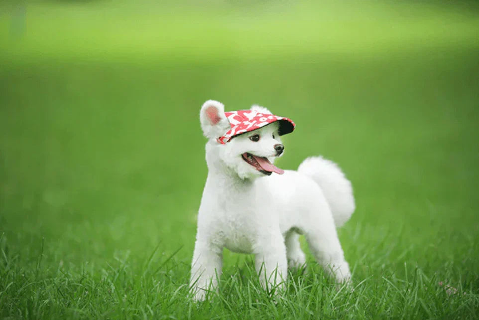 Fashion Round Cap For Dogs