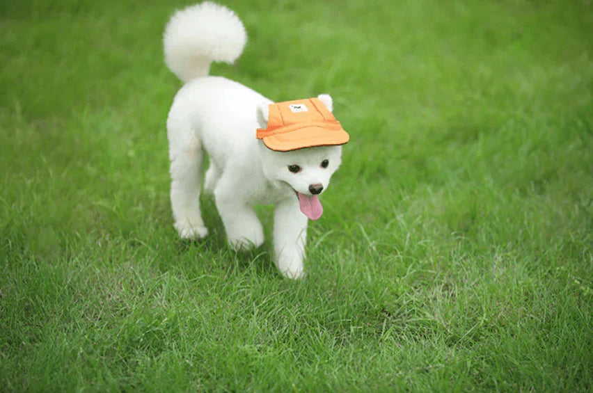 Fashion Round Cap For Dogs