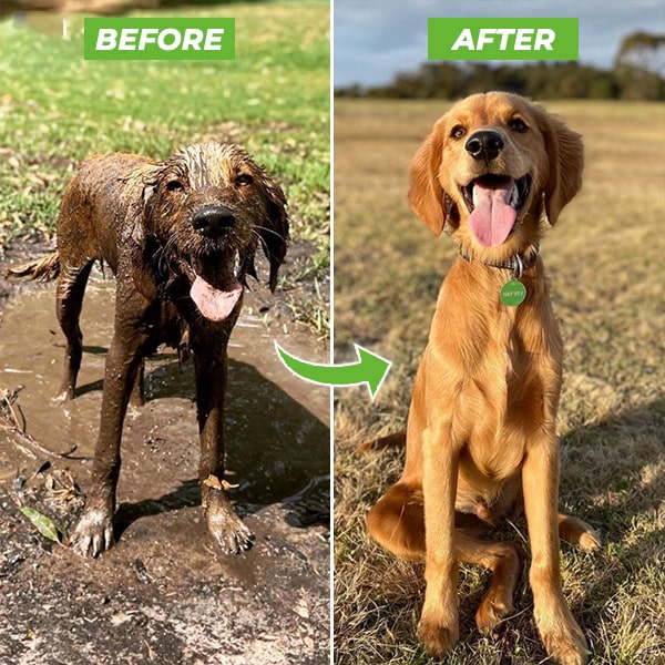 Dog Shampoo – Spray Head
